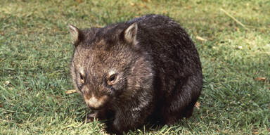 "Wombat-Kuschler" in Australien gesucht