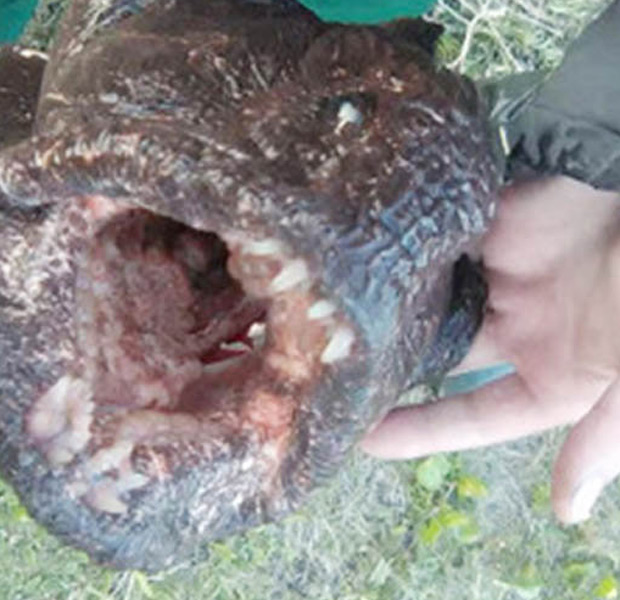 Mutanten Fisch