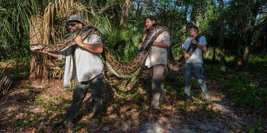Riesen Python Schlange Florida